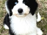 Siyah beyaz labradoodle yavrular