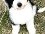 Siyah Beyaz Labradoodle Yavrular