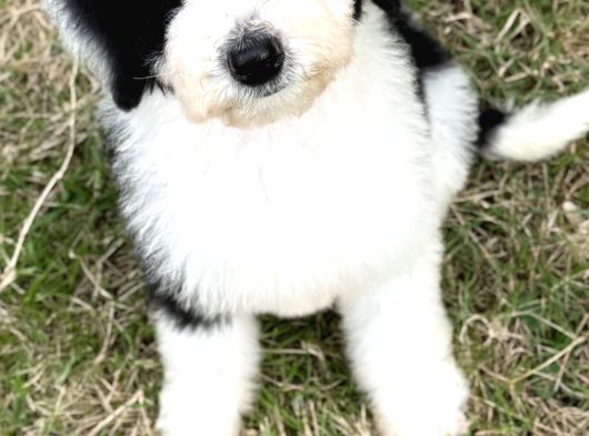 Siyah Beyaz Labradoodle Yavrular görsel