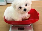 Korean Maltese Terrier Yavruları Mama Ve Malzeme Kampanyali
