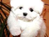 Korean Maltese Terrier Yavruları Mama Ve Malzeme Kampanyali