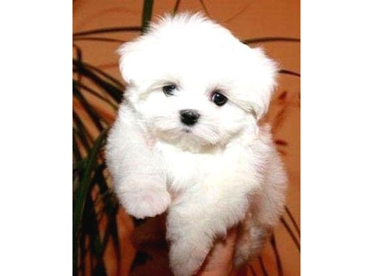 Korean Maltese Terrier Yavruları Mama Ve Malzeme Kampanyali görsel