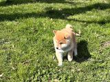 Safkan shiba inu yavrular