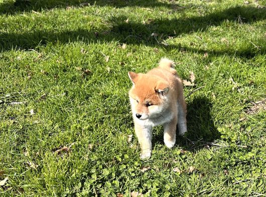 Safkan Shiba Inu Yavrular