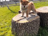 Safkan Shiba Inu Yavrular