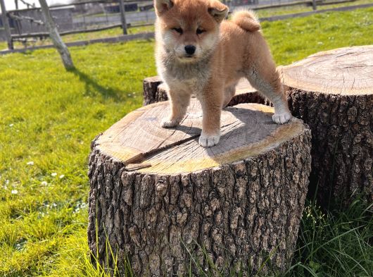 Safkan Shiba Inu Yavrular görsel