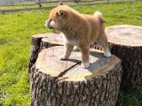 Safkan Shiba Inu Yavrular
