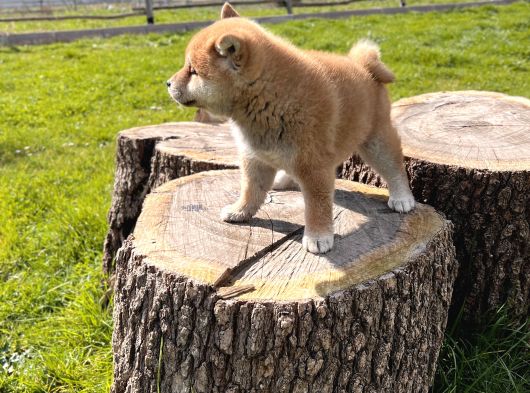 Safkan Shiba Inu Yavrular görsel