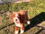 Kahve beyaz labradoodle yavrular