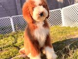 Kahve Beyaz Labradoodle Yavrular