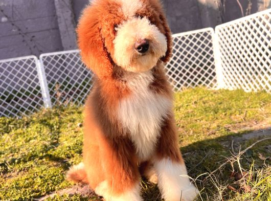 Kahve Beyaz Labradoodle Yavrular görsel