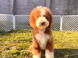Kahve Beyaz Labradoodle Yavrular