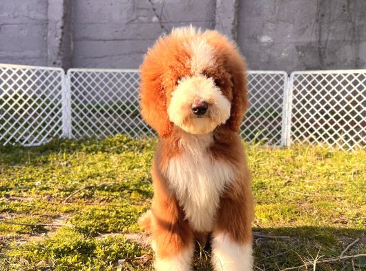 Kahve Beyaz Labradoodle Yavrular görsel