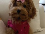 6 aylık dişi  maltipoo