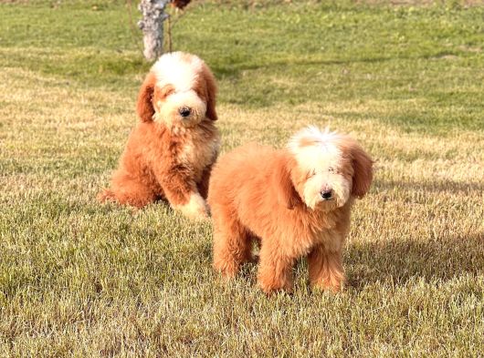 Giant Labradoodle Yavrular görsel