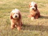 Giant Labradoodle Yavrular
