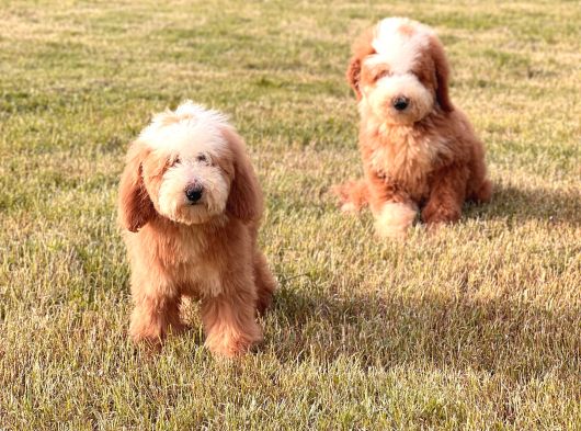 Giant Labradoodle Yavrular görsel