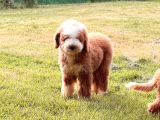 Giant labradoodle yavrular