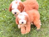 Giant Labradoodle Yavrular