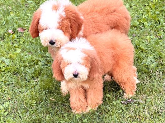 Giant Labradoodle Yavrular görsel