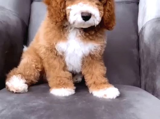 Mi̇nyatür Labradoodle Bebeği̇mi̇z En Özel Aşılı görsel
