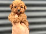 Koyu Red Poodle Bebekler A Kali̇te