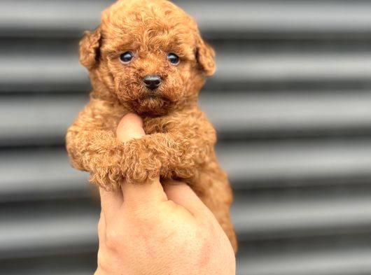 Koyu Red Poodle Bebekler A Kali̇te görsel