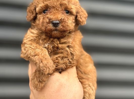 Koyu Red Poodle Bebekler A Kali̇te görsel
