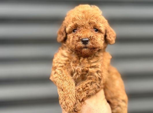 Koyu Red Poodle Bebekler A Kali̇te
