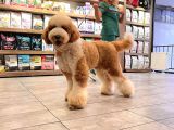 Giant labradoodle yavrular