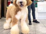 Giant Labradoodle Yavrular
