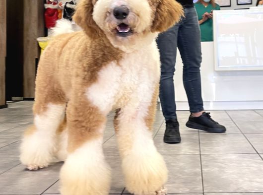 Giant Labradoodle Yavrular görsel