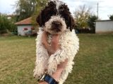 Erkek Dişi Lagotto Bebekler