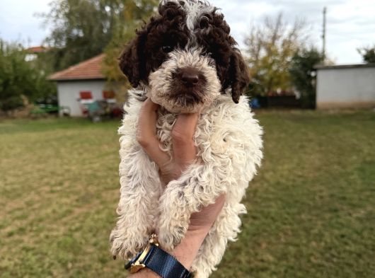 Erkek Dişi Lagotto Bebekler görsel