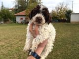 Erkek Dişi Lagotto Bebekler