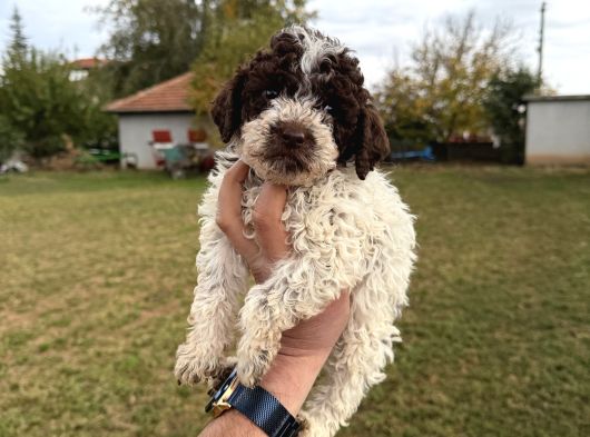 Erkek Dişi Lagotto Bebekler görsel