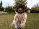 Erkek Dişi Lagotto Bebekler