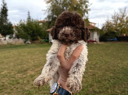Erkek Dişi Lagotto Bebekler görsel