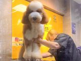 Labradoodle