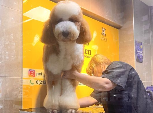 Labradoodle