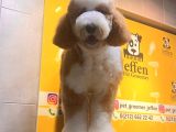 Labradoodle