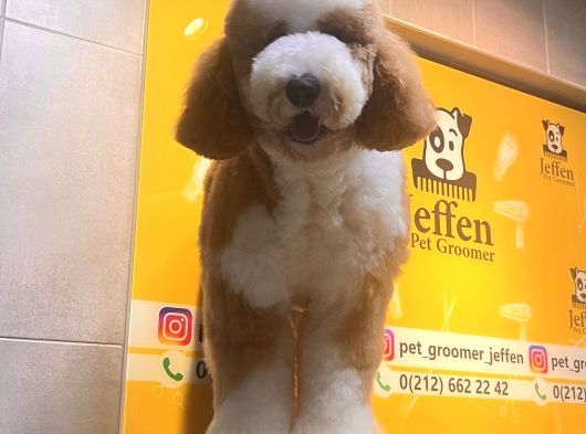 Labradoodle görsel