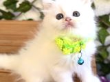 KARBEYAZI HARİKA ÖTESİ DİŞİ BEBEK
