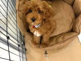 Toy Poodle Kore Surat