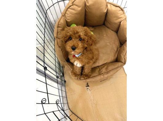 Toy Poodle Kore Surat görsel