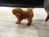 Toy Poodle Kore Surat