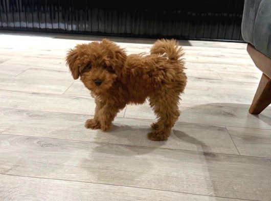 Toy Poodle Kore Surat