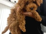 Toy Poodle Kore Surat