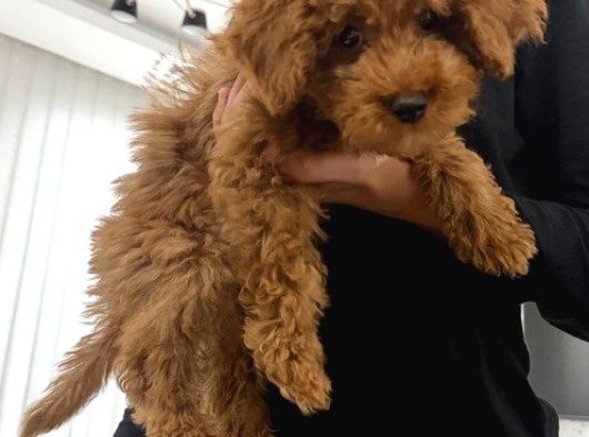 Toy Poodle Kore Surat görsel