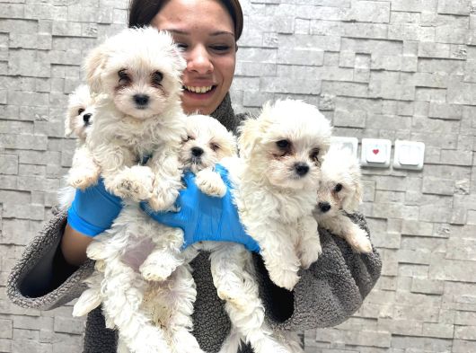 Evinize Neşe Getirecek  Teacup Korea  Maltesea Yavrularımız görsel